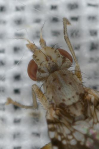 Réf. 268 144 : Trypetoptera punctulata